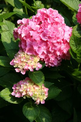 Hydrangea