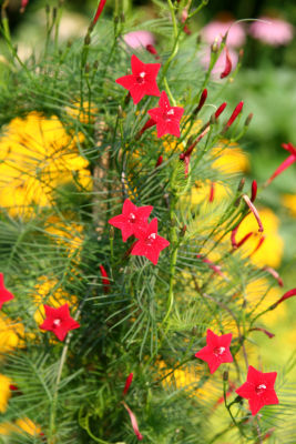 Red Flowers - Ipomoea quamoclit or Cypress Vine