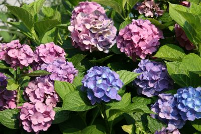 Hydrangea