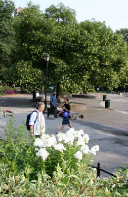 Park View - White Phlox & Scholar Tree Blossoms