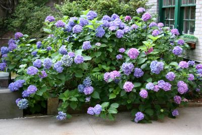 Hydrangea