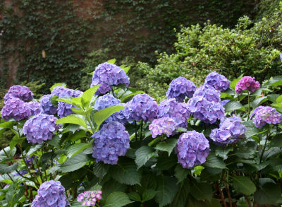 Hydrangea