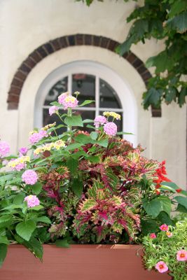 Flower Box Garden - NYU Deutches Haus