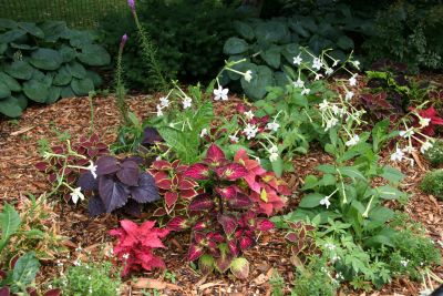 Coleus & Nicotiana