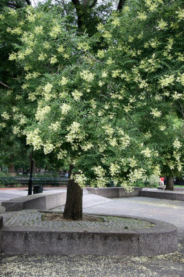 Japanese Scholar Tree in Bloom