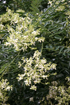 Japanese Scholar Tree Blossoms