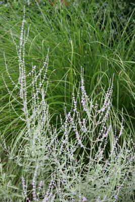Russian Sage & Summer Grass