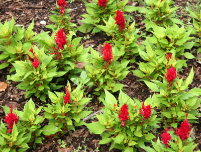 Cock's Comb Flower Bed