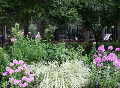 Pink Phlox and Summer Grass