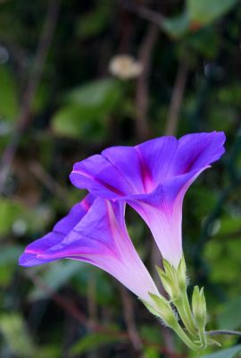 Morning Glories