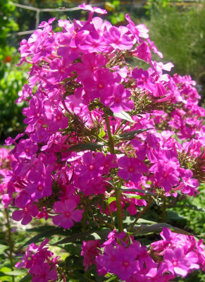 Pink Phlox