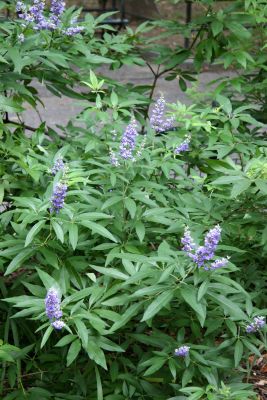 Vitex agnus or Chaste Tree  Blossoms