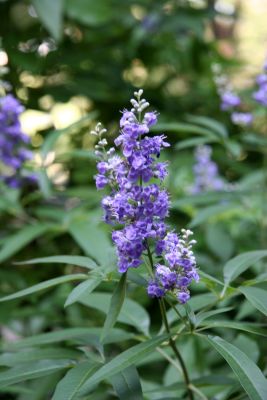 Vitex agnus or Chaste Tree  Blossoms