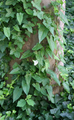 Morning Glory & Ivy Vines on a Sycamore Tree Trunk