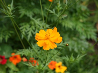 Coreopsis