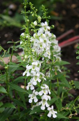 Angelonia