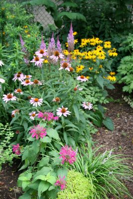 Bee Balm, Echinacea, Astilbe & Blackeyed Susans