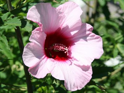 Hibiscus