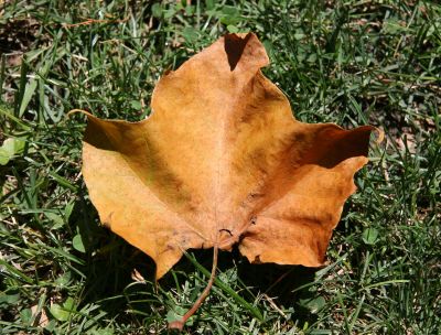 Sun Bronzed Sycamore Leaf