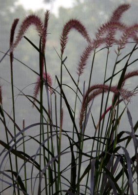 NYU Sidewalk Garden - Grass