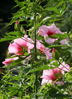 Hibiscus Bush Blossoms