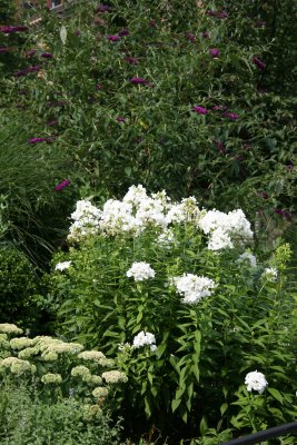 White Phlox