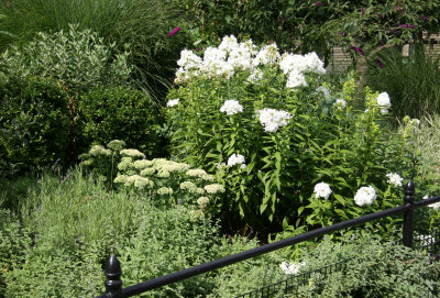 Summer Garden - White Phlox ,Sedum , Buddleja Blooms