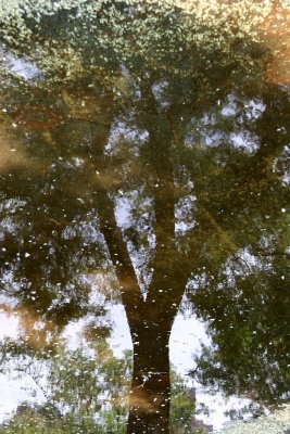 Scholar Tree Reflected in a Puddle