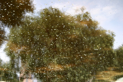 Scholar Tree Reflected in a Puddle