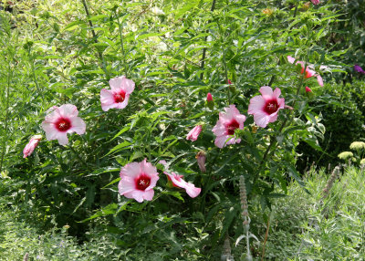 Hibiscus Bush