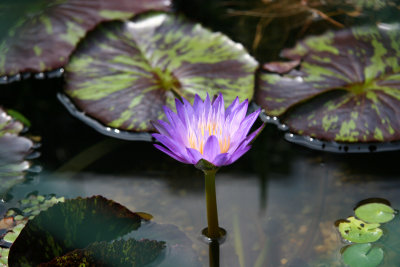 Water Lily