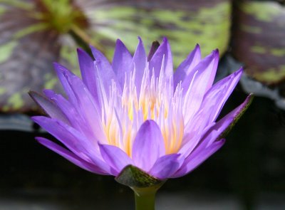 Water Lily