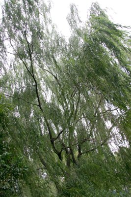 Wind in the Willow Tree