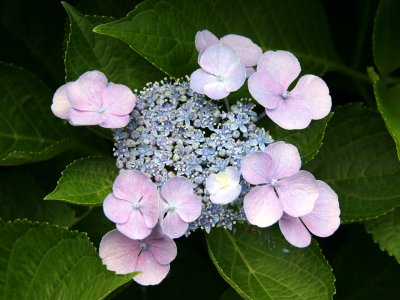 Hydrangea