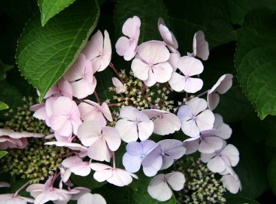 Hydrangea