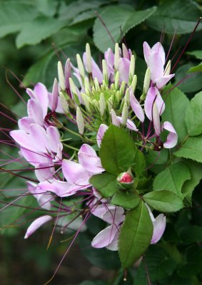 Cleome in a Rose Bush