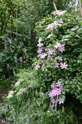 Clematis in a Garden Plot