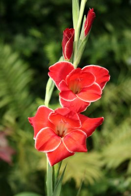 Red Gladiolus