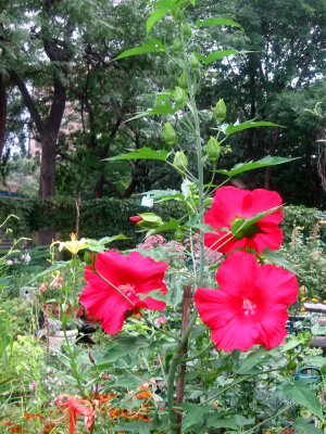 Giant Red Hibiscus