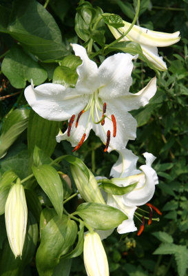 Casablanca Lilies