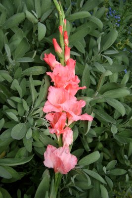 Salmon Gladiolus on a Bed of Sage