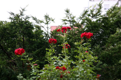 Don Juan Roses on Top of the Rose Arbor
