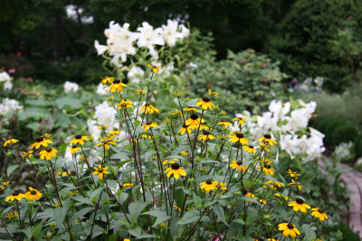 Garden View - Casablanca Lilies & Blackeyed Susans