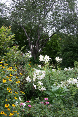 Garden View - Casablanca Lilies, Blackeyed Susans, Echinacea, etc.