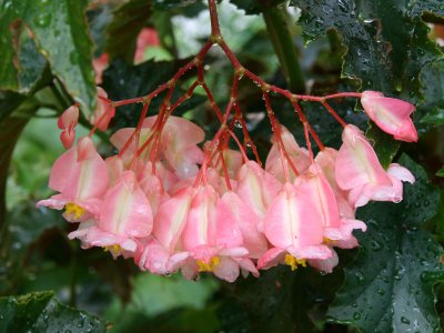 Begonia Blossoms after a Shower
