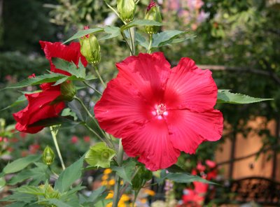 Giant Red Hibiscus Blossoms