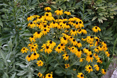 Blackeyed Susans