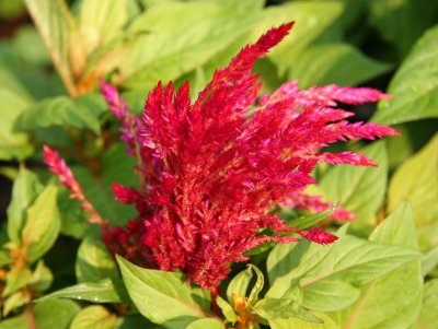 Celosia or Cock's Comb