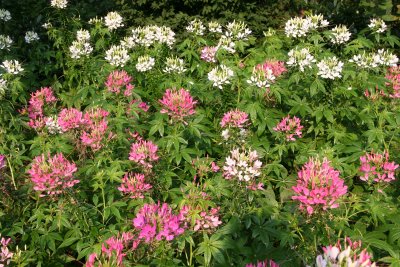 Cleome Patch