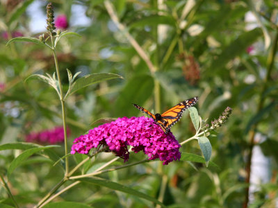 Monarch Butterfly on a Buddleja Blossom